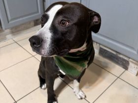 Staffordshire Bullterrier