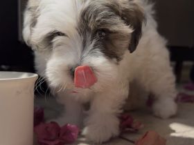 Malteser-Biewer Yorkshire Terrier Mix