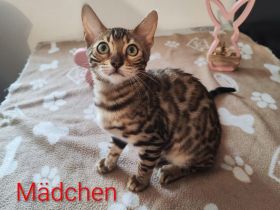 Wunderschöne Bengalkätzchen suchen liebevolle Familien !