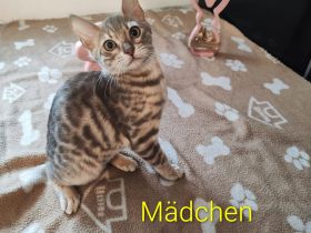 Bengal Kitten suchen Liebevolles Zuhause!