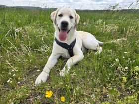 Labrador Retriever sucht neues Zuhause
