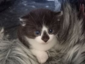 Süßer Kitte (männlich )
