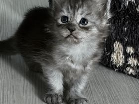 4 Maine Coon Mischlingskitten suchen noch ein neues Zuhause