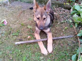 Hund (Malinois Schäferhündin Welpe)