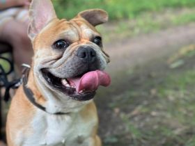 Schweren Herzens suchen wir für unseren Hund ein Für immer Zuhause❤️