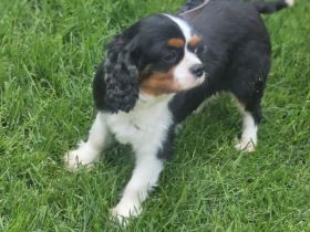 Cavalier King Charles Mädchen