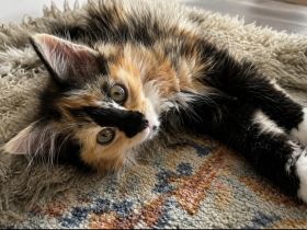 2 Wunderschöne Maine-Coon/Sibirische Waldkatzen Kitten (Je 650EUR)