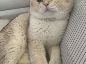Britisch Kurzhaar Kater
