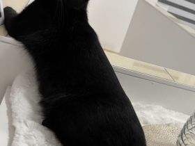 Liebevolles Zuhause für unseren Kater Suharik gesucht