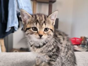 BKH + EKH Mixwelpen Kitten