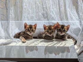 Wunderschöne Bengalkitten mit Stammbaum