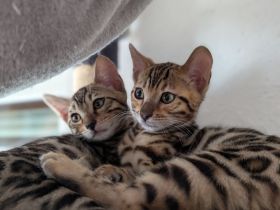 Abgabebereit Wunderschöne Bengalkitten mit Stammbaum