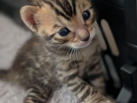 Wunderschöne Bengalkitten mit Stammbaum
