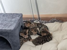 Wunderschöne Bengalkitten mit Stammbaum