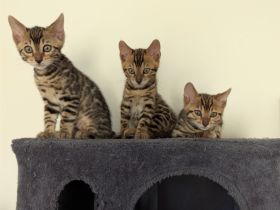 Wunderschöne Bengalkitten mit Stammbaum