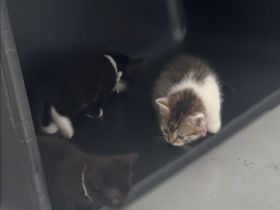 Süße Kitten abzugeben