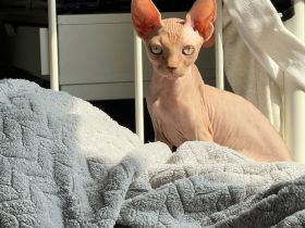 Sphynx Katze