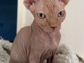 Sphinx Katze