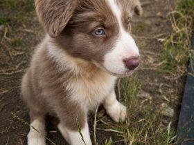 Australian Shepherd Rüden