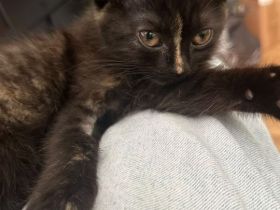 BKH Kitten Mädchen 12 Wochen
