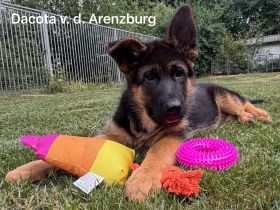 Sehr schöne Schäferhundwelpen zu verkaufen