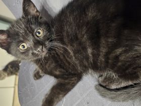 🐾 Wunderschöne BKH-Mix-Kätzchen suchen ein liebevolles Zuhause 🐾