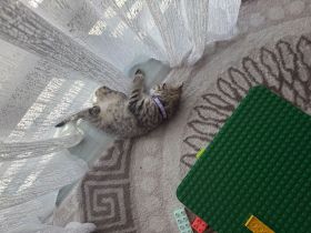 Bkh kitten
