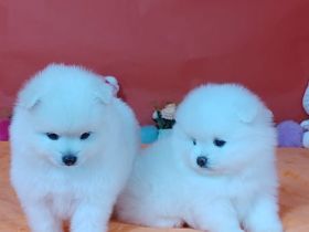 Zwergspitz-Pomeranian welpen