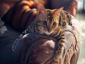 Wunderschöner, reinrassiger Bengal-Deckkater „Samy“ (1 Jahr) sucht Damenbesuch!