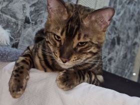 Wunderschöner, reinrassiger Bengal-Deckkater „Samy“ (1 Jahr) sucht Damenbesuch!