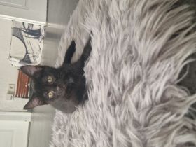 5 süße Katzen Babys
