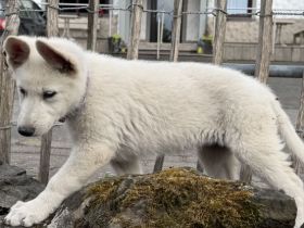 Weißer Schäferhund, Hündin, Welpe
