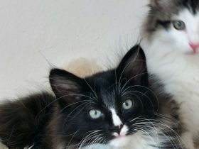 Norwegische Waldkatze/ Norweger Kätzchen