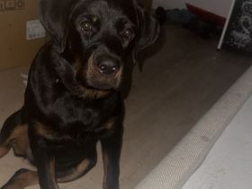 Süßes Rottweiler Mädchen