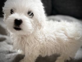 Bichon Frisé Malteser Welpen suchen ihr neues zuhause 🤍