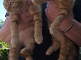 4 süsse Perser Ragdoll Ekh Mix Kitten Katzenbabys auzugsbereit