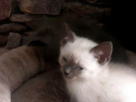 Kleine Siamkatze
