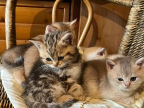 Reinrassige British Kurzhaar Kitten, BKH Kätzchen