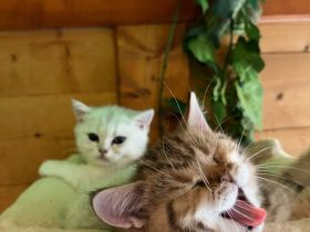 Reinrassige British Kurzhaar Kitten, BKH Kätzchen
