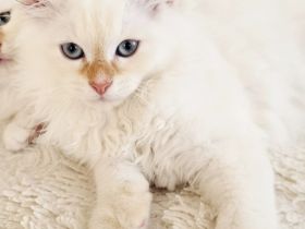 Neva Katerchen Chino 13 Wochen alt