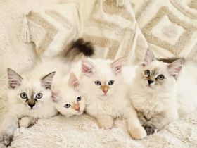 Sibirische Waldkatze - Kitten (Neva)