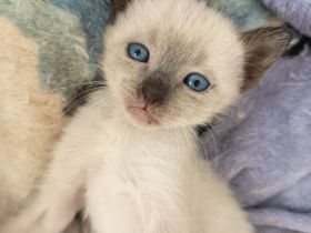 Reinrassige Siam Kitten