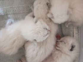 Reinrassige Siam Kitten