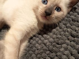 Reinrassige Siam Kitten