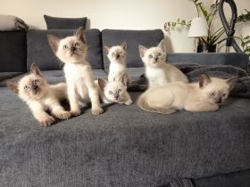 Reinrassige Siam Kitten