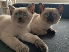 2 Siam Kater reinrassig ... Abgabebereit!!!