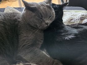 2 Liebe Mädels suchen neues Schmuse- Zuhause