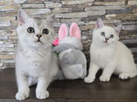 Britisch Kurzhaar Kitten suchen ein liebevolles Zuhause