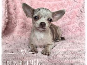 Wunderschönes Chihuahua Mädchen in kurzhaar aus seriöser Zucht