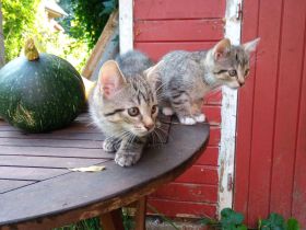 2 graue Tigerkaterchen von privat * 25.6.26